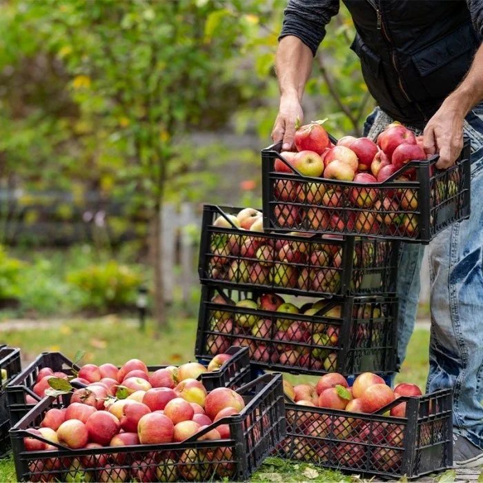 Ladite Din Plastic Pentru Fructe Si Legume Dimensiune Interioara 395 x 238 x 50 mm, Dimensiune Exterioara 408 x 250 x 80 mm, ...